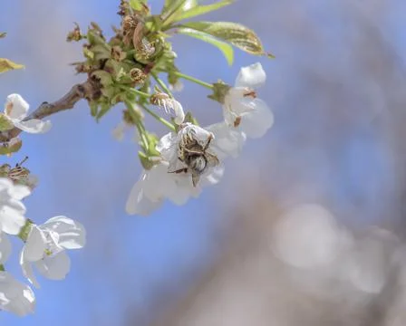 Honey bee missing concept or disappearing bees message sign as an agriculture Stock Photos