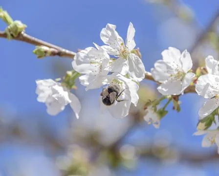 Honey bee missing concept or disappearing bees message sign as an agriculture Stock Photos