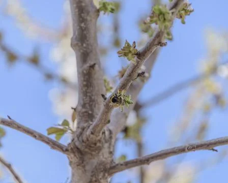 Honey bee missing concept or disappearing bees message sign as an agriculture Stock Photos