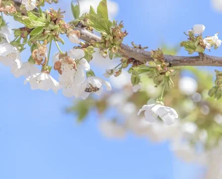 Honey bee missing concept or disappearing bees message sign as an agriculture Stock Photos