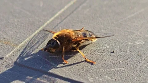 Honey Bee Moving On Ground In Warm Sunlight Macro Shot Stock Footage 332519769