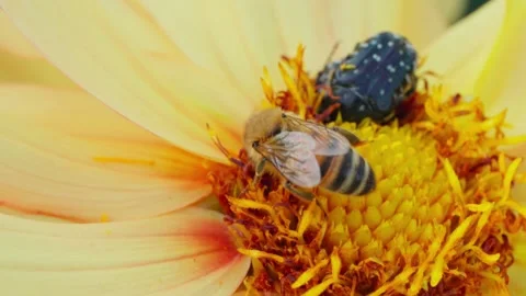 Honey bee moving inside the centre of a bright yellow dahlia flower Stock Footage 344691170