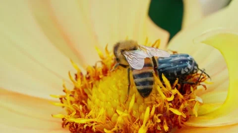 Honey bee moving inside the centre of a bright yellow dahlia flower Stock Footage 344691171