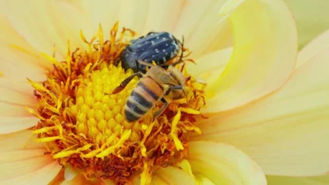 Honey bee moving inside the centre of a bright yellow dahlia flower Stock Footage 344691189