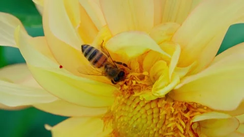 Honey bee moving inside the centre of a bright yellow dahlia flower Stock Footage 344691191