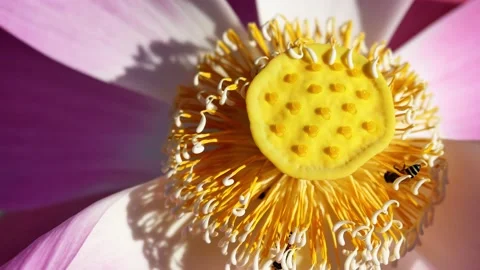 Honey Bee nectar in the yellow pollen on Bean of India or Sacred Lotus blossom Stock Footage 132852116