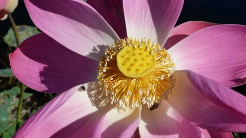 Honey Bee nectar in the yellow pollen on Bean of India or Sacred Lotus blossom Stock Footage 132852591