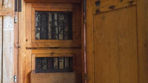 Honey bee nest inside beehive with active honey bees colony, close up shot.  Stock Footage 129346768