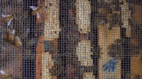 Honey bee nest inside beehive with active honey bees colony, close up shot.  Stock Footage 129346808