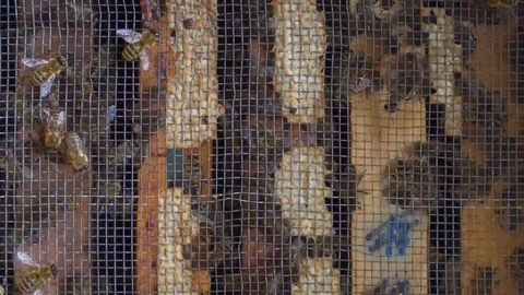 Honey bee nest inside beehive with active honey bees colony, close up shot.  Stock Footage 129347063