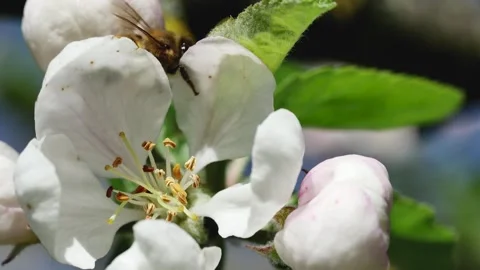 A honey bee passes through an apple tree flower, close-up 스톡 동영상 240238896