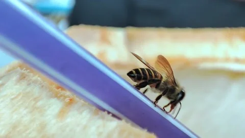 Honey Bee Perched On A Green Coconut Stock Footage 231368331
