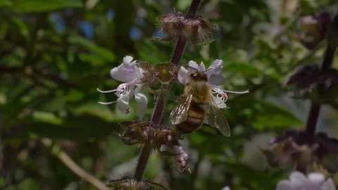 Honey Bee Perching On Basil Plants - Close Up Video stock 331036376