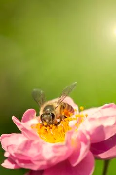 Honey bee Stock Photos
