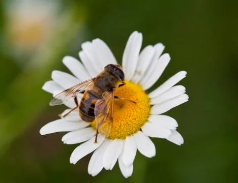 Honey bee Foto stock