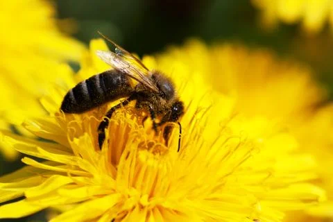 Honey bee Stock Photos