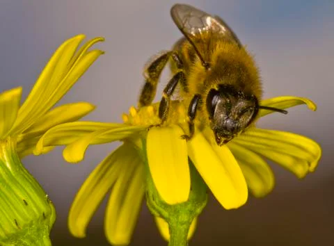 Honey-bee Stock Photos