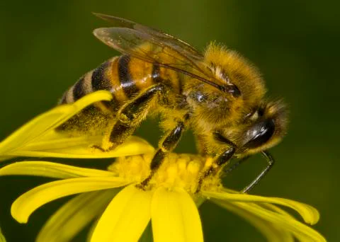 Honey-bee Stock Photos