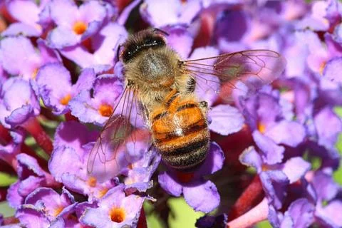 Honey bee Stock Photos