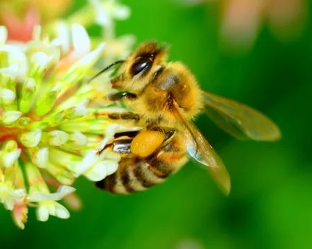 Honey bee Stock Photos