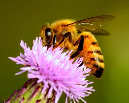 Honey bee Stock Photos
