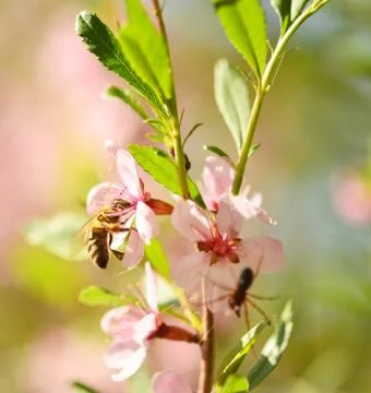 Honey bee Stock Photos