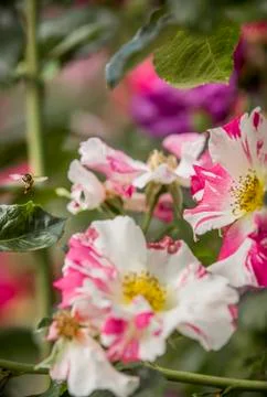 Honey Bee Stock Photos