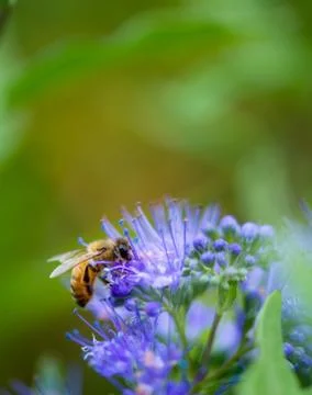 Honey Bee Stockfoto's