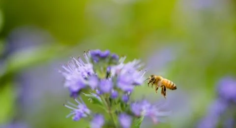 Honey Bee Stock Photos