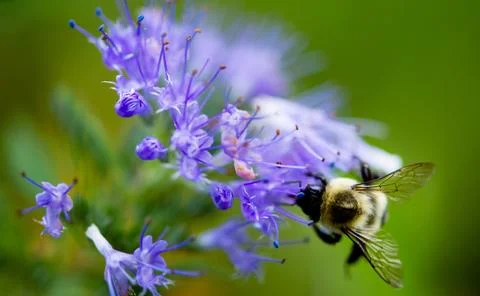 Honey Bee Stock Photos