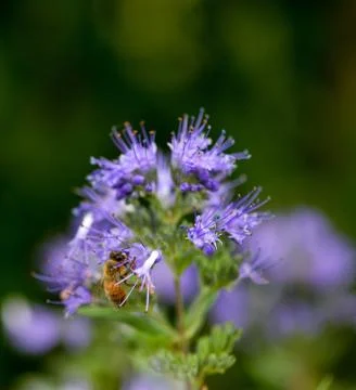 Honey Bee Stock Photos