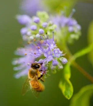 Honey Bee Stock Photos