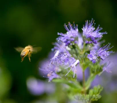 Honey Bee Stock Photos