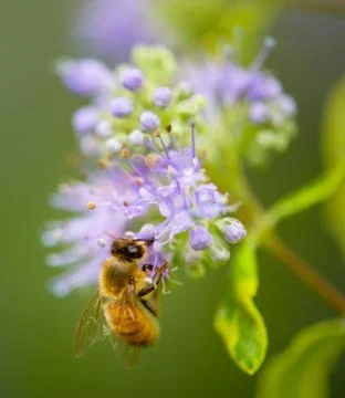 Honey Bee Stock Photos