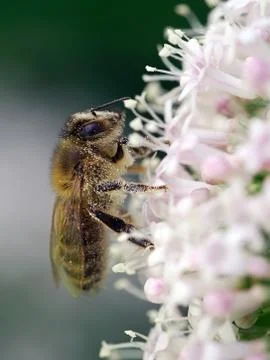 Honey bee 스톡 사진