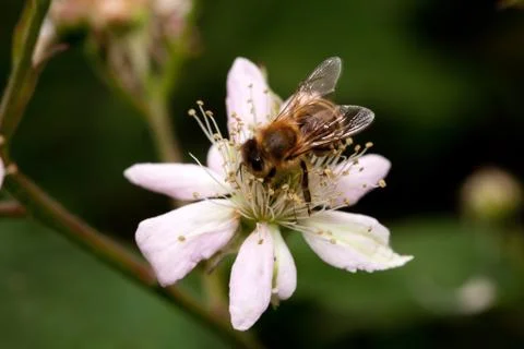 Honey bee Stock-Fotos