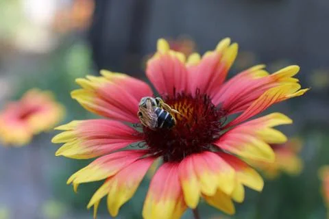 Honey bee. Stock Photos