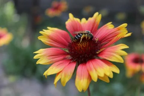 Honey bee. Stock Photos