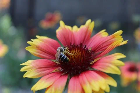 Honey bee. Stock Photos