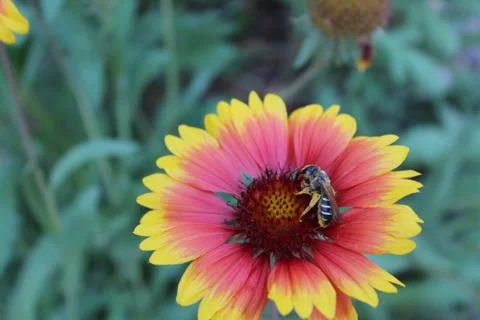 Honey bee. Stock Photos