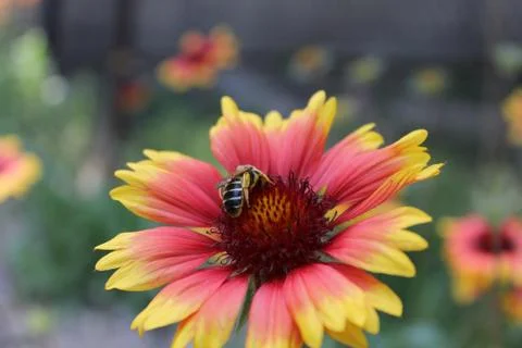 Honey bee. Stock Photos