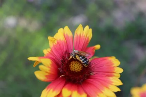 Honey bee. Stock Photos