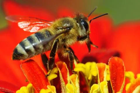 Honey bee Foto stock