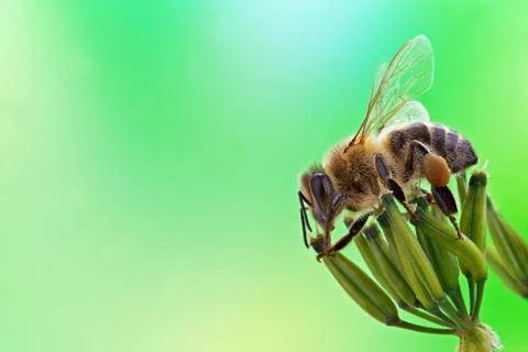 Honey bee Stock Photos