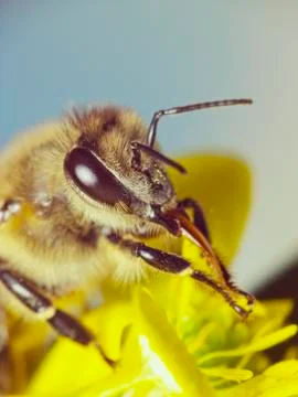Honey bee Stock Photos