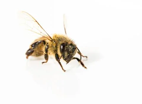 Honey Bee Stock Photos