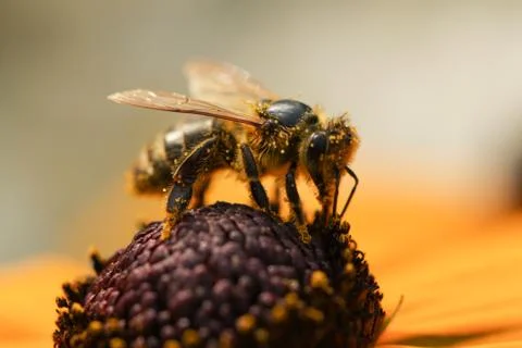 Honey Bee Stock Photos