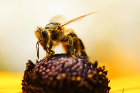 Honey Bee 스톡 사진