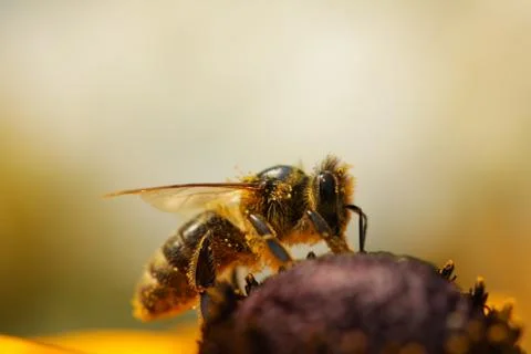Honey Bee 스톡 사진