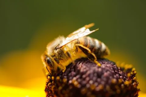 Honey Bee 스톡 사진
